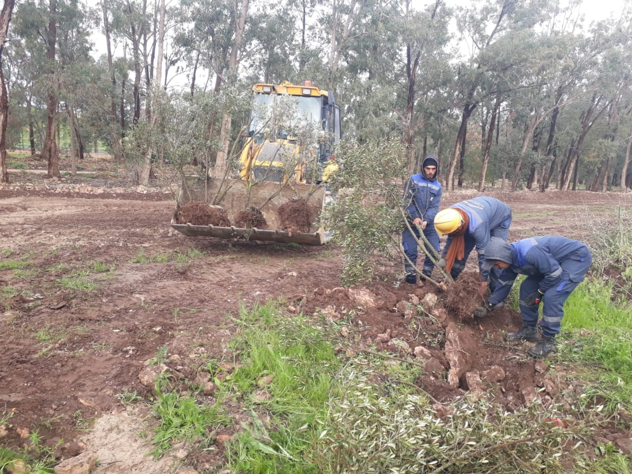Plantation de 130 Ha d'Atriplex