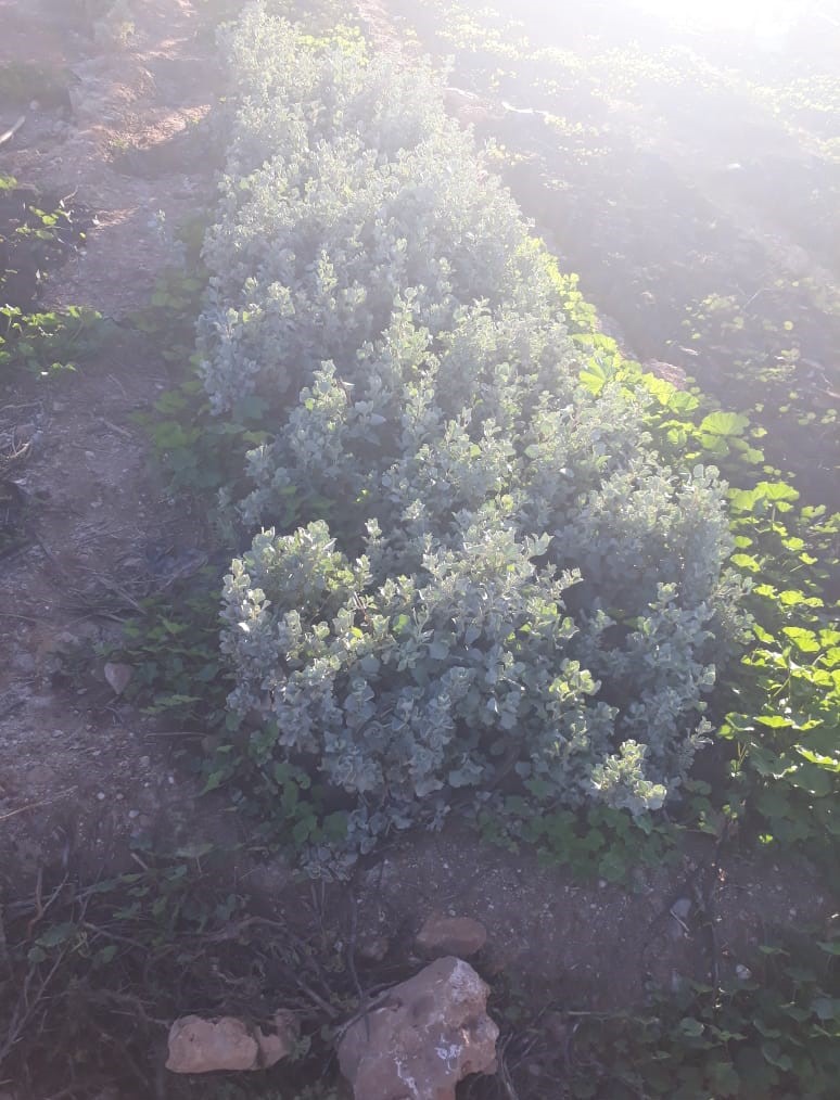 Entretien des plantations